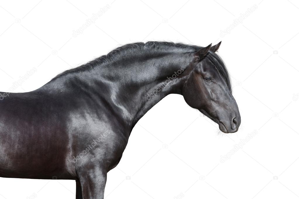 Purebred black horse