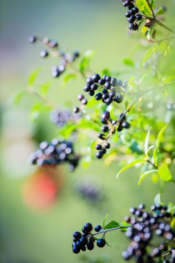 Bush ile siyah çilek