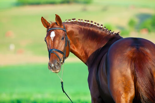 Caballo marrón de bahía — Foto de Stock