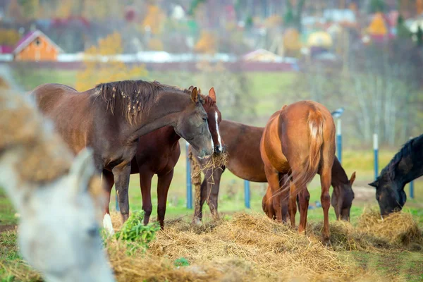 Chevaux sur le champ de la ferme rurale — Photo