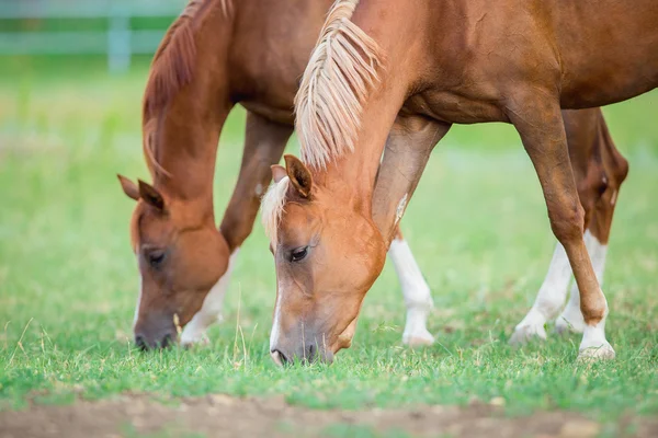 Två hästar äter grönt gräs — Stockfoto