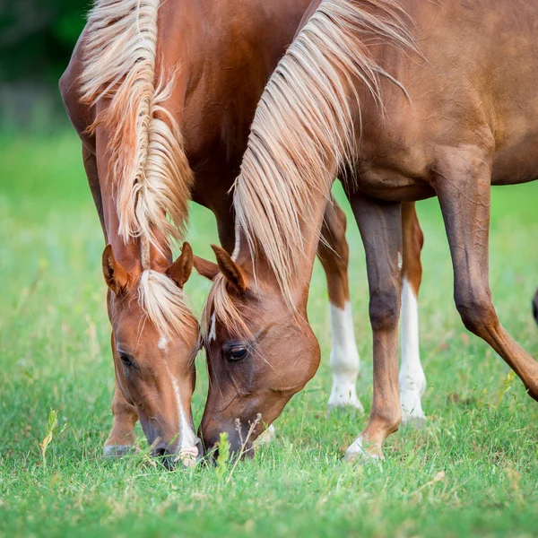 Dva koně jíst trávu v oboru — Stock fotografie