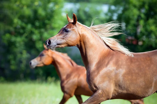 フィールドで自由を実行している 2 つの馬. — ストック写真