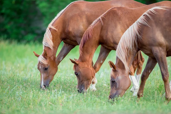 Drie paarden eten gras in veld. — Stockfoto
