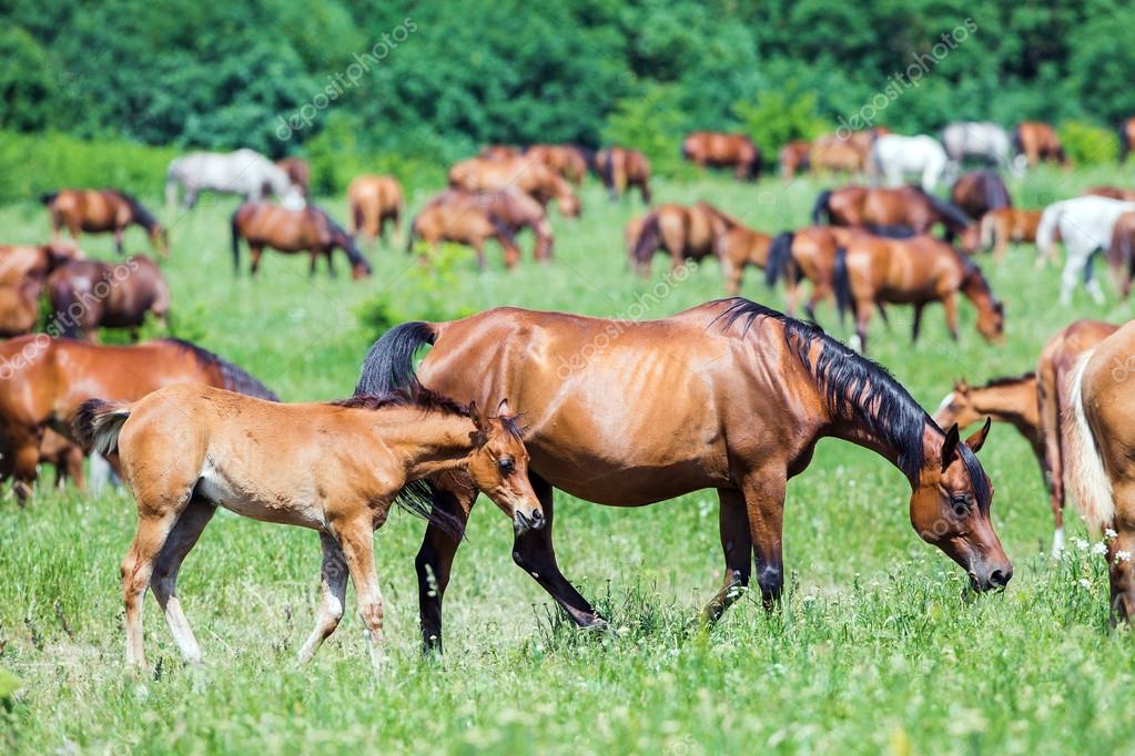 Herd of Arabian horses eating grass in field in summer — Stock Photo