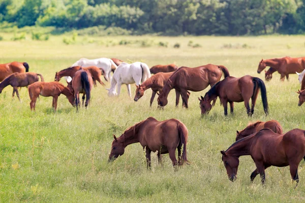 Pferdeherde auf dem Feld — Stockfoto