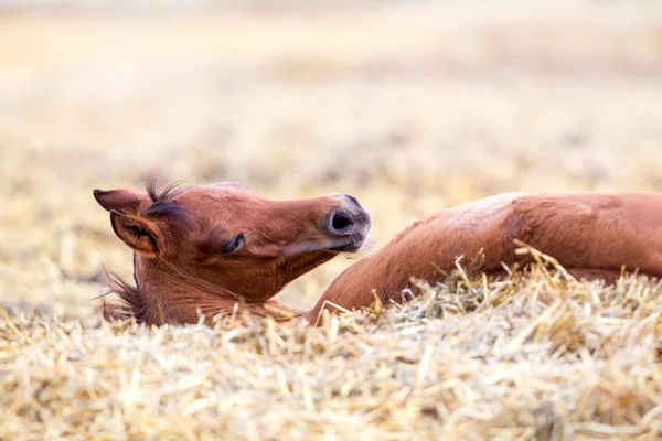 Foal acostado y durmiendo en el heno —  Fotos de Stock