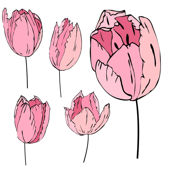 Tulipes roses stylisées isolées sur fond blanc — Image vectorielle