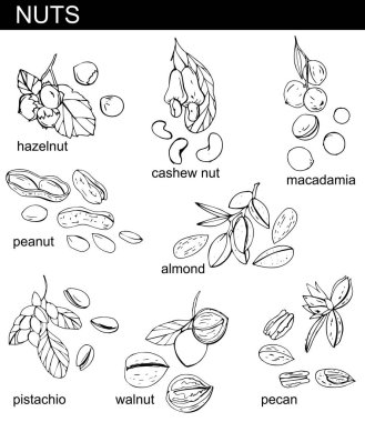 Beyaz arkaplanda izole edilmiş farklı fındık koleksiyonu