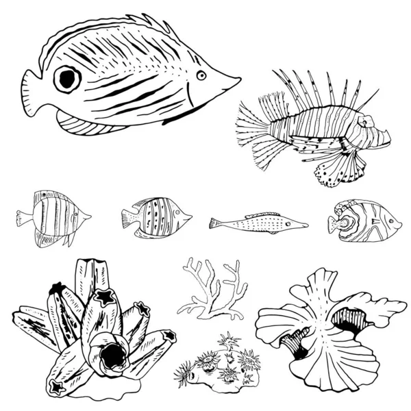 Set Con Diferentes Peces Mar Corales Objetos Dibujados Mano Blanco — Vector de stock