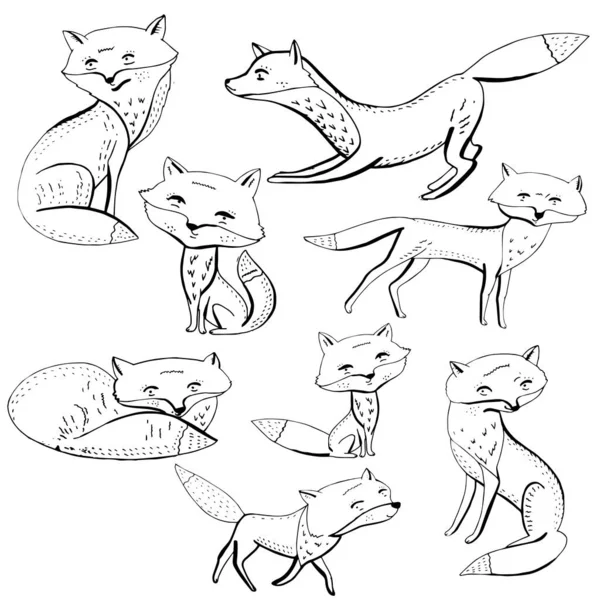 白色上有漂亮狐狸的收藏品 — 图库矢量图片