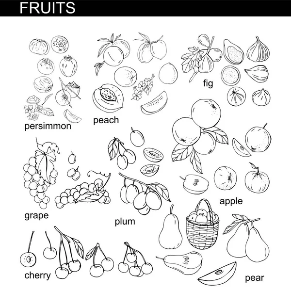 Collezione Con Diversi Frutti Stagione Freschi — Vettoriale Stock
