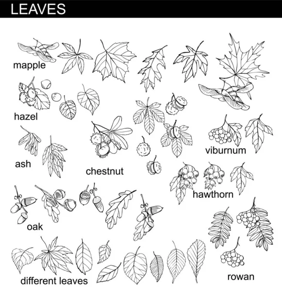 Sammlung Von Herbstblättern Nüssen Und Beeren — Stockvektor
