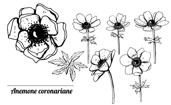 Set Con Anémonas Flores Silvestres Objetos Aislados Sobre Fondo Blanco — Archivo Imágenes Vectoriales