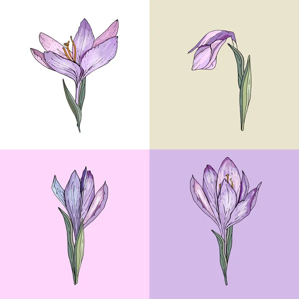 Cibulové Květy Dekorativní Rostlinný Krokus — Stockový vektor