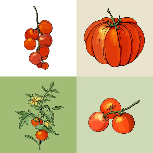 トマトの栽培 新鮮な赤野菜 — ストックベクタ