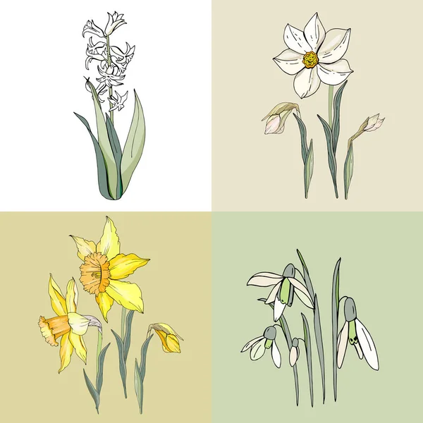 Квіти Первоцвітів Декоративні Рослини Сніг Нарцис Гіазель — стоковий вектор
