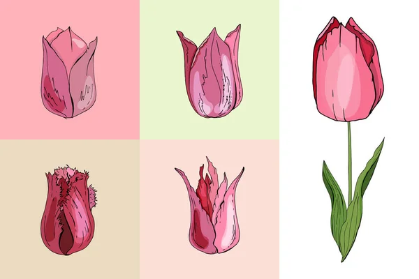 Set Con Tulipani Diversi Vari Tipi Forme — Vettoriale Stock