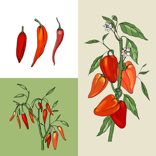 Paprika Anbauen Frisches Rotes Gemüse — Stockvektor