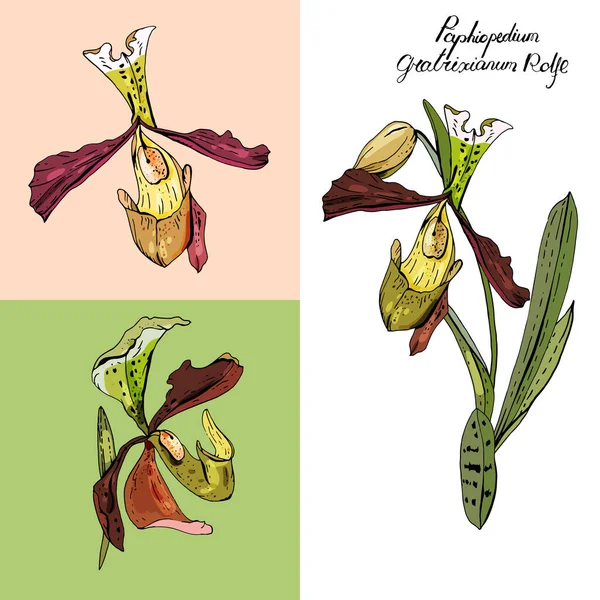 Paphiopedilum Orchid Branco Cor Diferente Elementos Para Design Estação Floral —  Vetores de Stock
