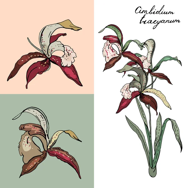 Orquídea Isolada Cimbidium Sobre Branco Cor Diferente Elementos Para Design —  Vetores de Stock