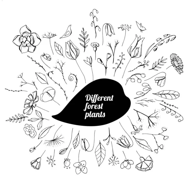 Set Flores Silvestres Objetos Aislados Sobre Fondo Blanco — Archivo Imágenes Vectoriales