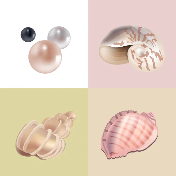 Set Con Diferentes Conchas Marinas Objetos Realistas — Vector de stock