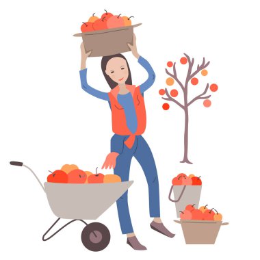 Kadın çiftçi sepette elma topluyor.