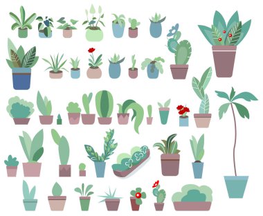 Çiçek saksılarındaki ev bitkileri beyaz arka planda izole edilmiş. Bahçe işleri ve çiçek dikmek için stilize elementler