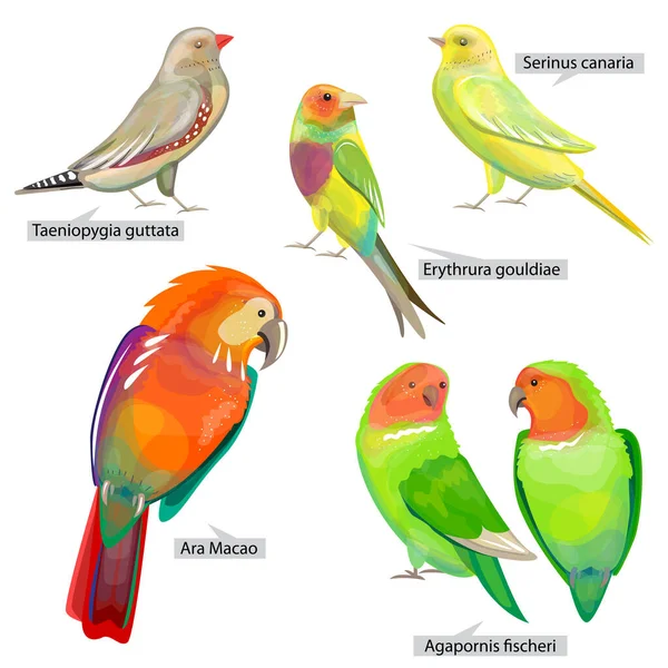Set Con Diversi Uccelli Che Possono Essere Utilizzati Vivere Gabbia — Vettoriale Stock
