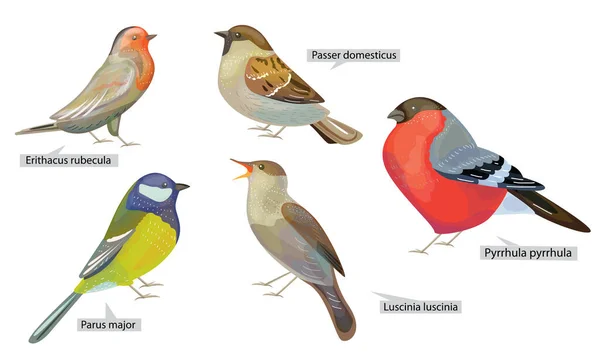 Ambientada Con Diferentes Aves Invierno Que Viven América Del Norte — Archivo Imágenes Vectoriales