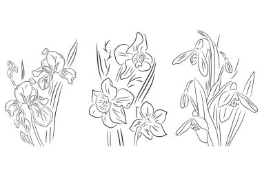 Siyah beyaz çiçekler, iris, nergis ve kartopu. Resimler boyama kitabı ve çocuklar için resimler için kullanılabilir.