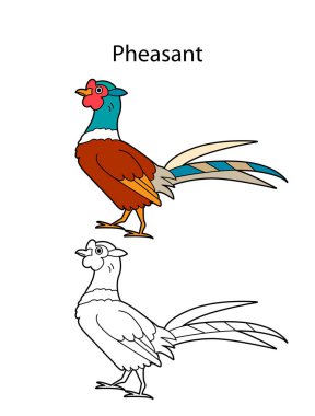 Beyaz arka planda izole edilmiş komik bir kuş sülünü. Doğrusal, hatsız, siyah-beyaz ve renkli versiyonu. Resimler boyama kitabı ve çocuklar için resimler için kullanılabilir