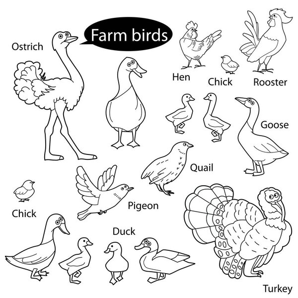 Набор с забавными милыми птицами, живущими на ферме. Объекты изолированы на белом фоне. Линейный, контурный, черно-белый вариант. Их можно использовать для раскраски книг и рисунков для детей