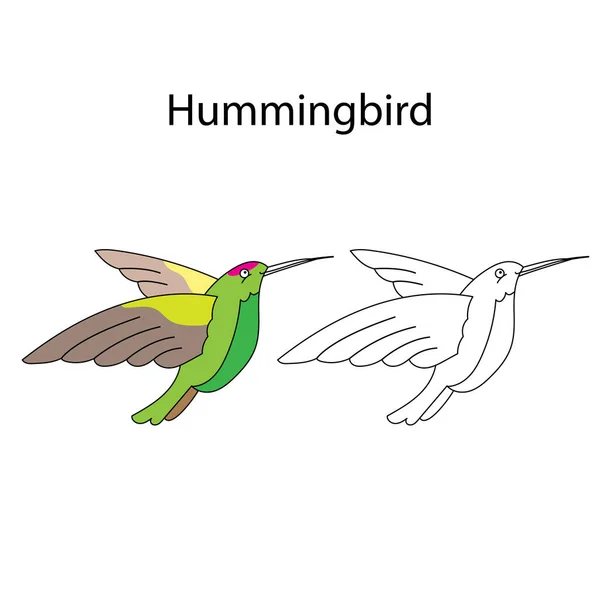 Humming Hummingbird Jungle Exotic Tropic Bird Paradise Feather Animal Art — Stock Vector