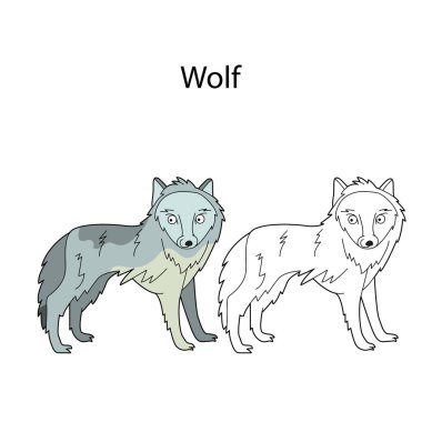 Beyaz arka planda izole edilmiş komik sevimli hayvan kurt. Doğrusal, hatsız, siyah-beyaz ve renkli versiyonu. Resimler boyama kitabı ve çocuklar için resimler için kullanılabilir