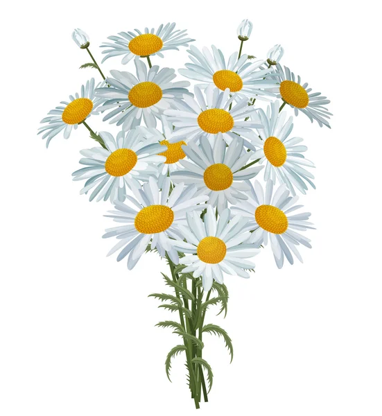 Marguerites blanches réalistes isolées — Image vectorielle