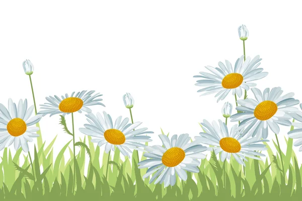 Seamless background with white daisies — Stock Vector