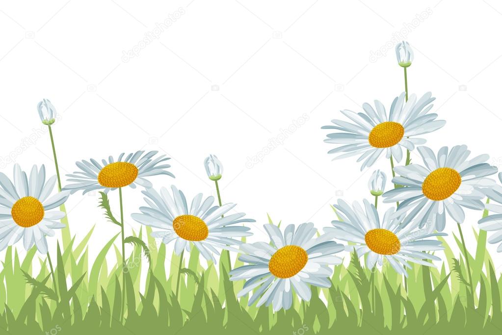 Seamless background with white daisies