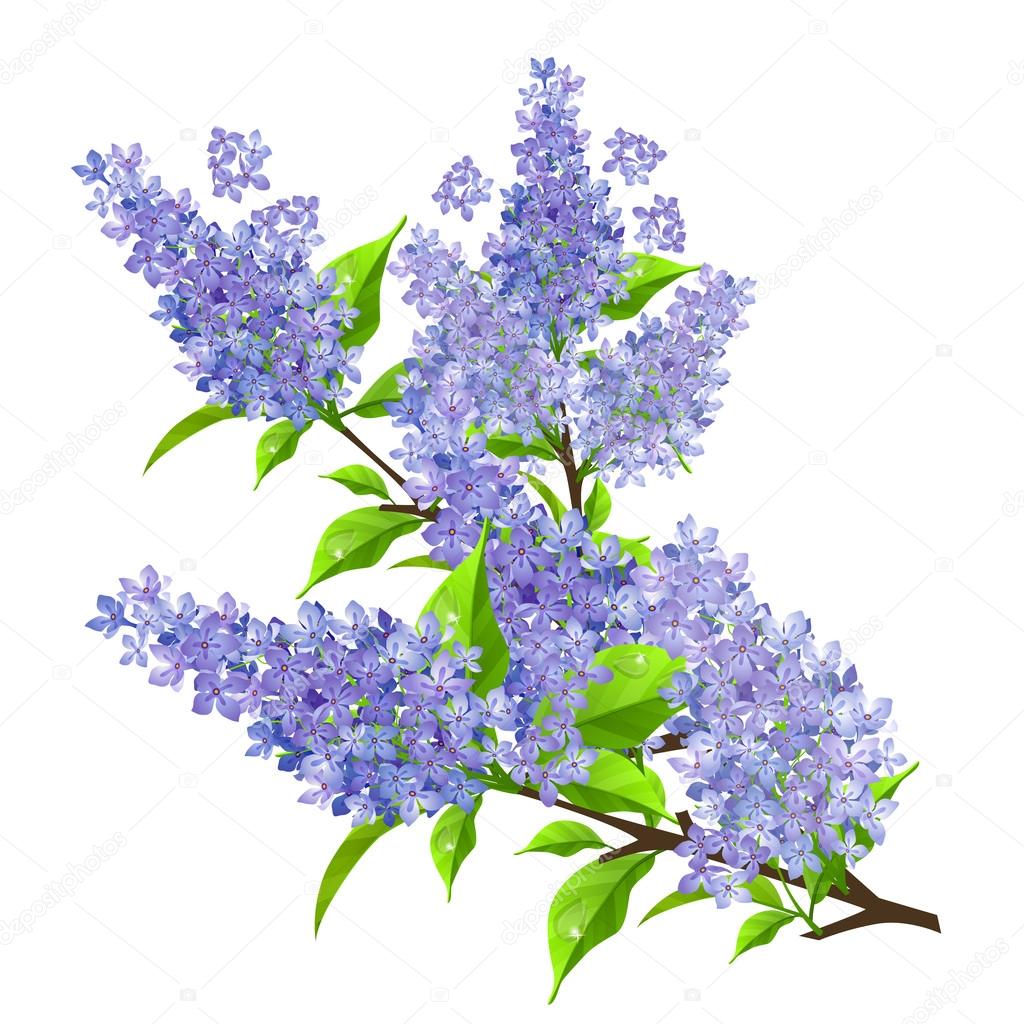 Branch of lilac with leaves isolated