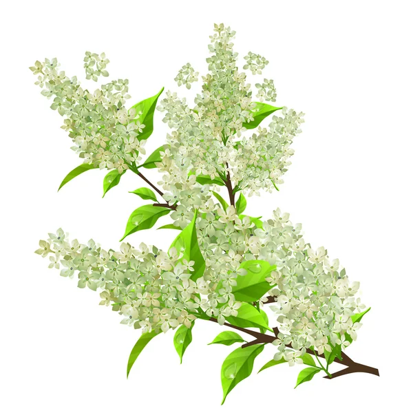 Branch of white lilac with leaves isolated — Stock Vector