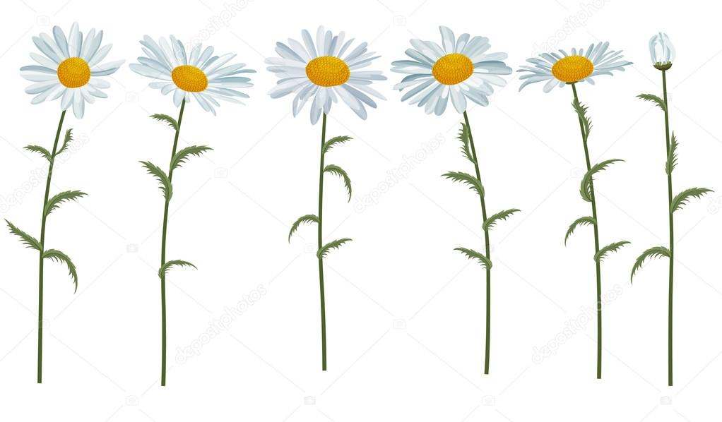 White realistic daisies isolated