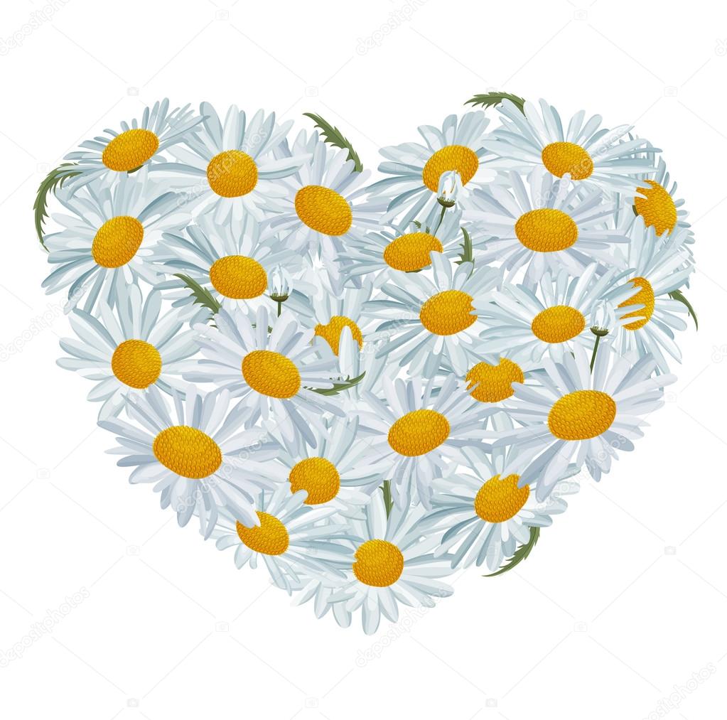 Heart made of white daisies