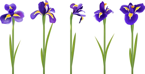 Set with five detailed irises — Stock Vector