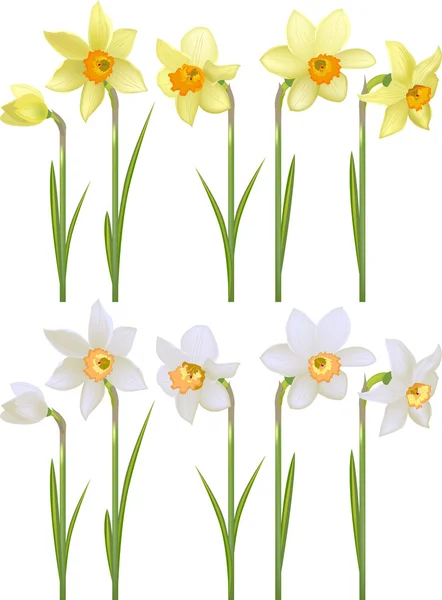 Set with white and yellow realistic daffodils — Stock Vector