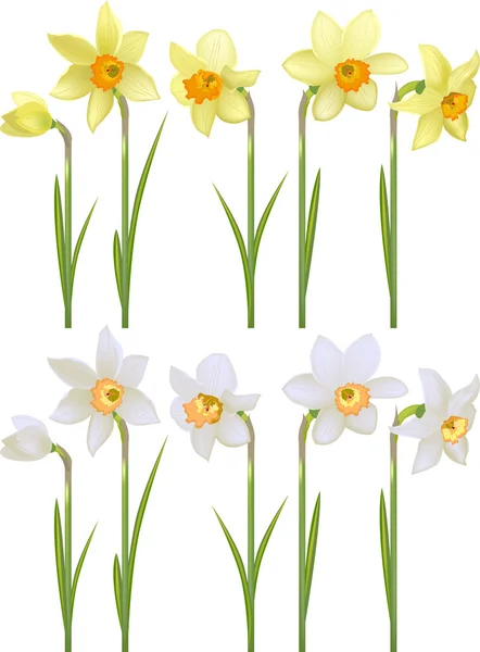 Set met witte en gele realistische narcissen — Stockvector