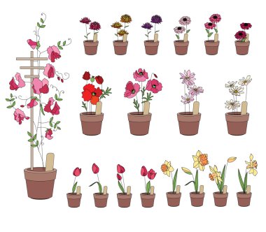 Pencere eşikleri üzerinde büyüyen çiçekler. Gerbera, Lale, nergis ve diğerleri izole