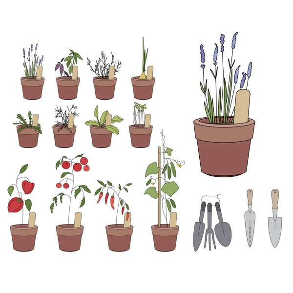 Pots de fleurs aux herbes et légumes. Outils de jardinage. Plantes poussant sur les appuis des fenêtres — Image vectorielle