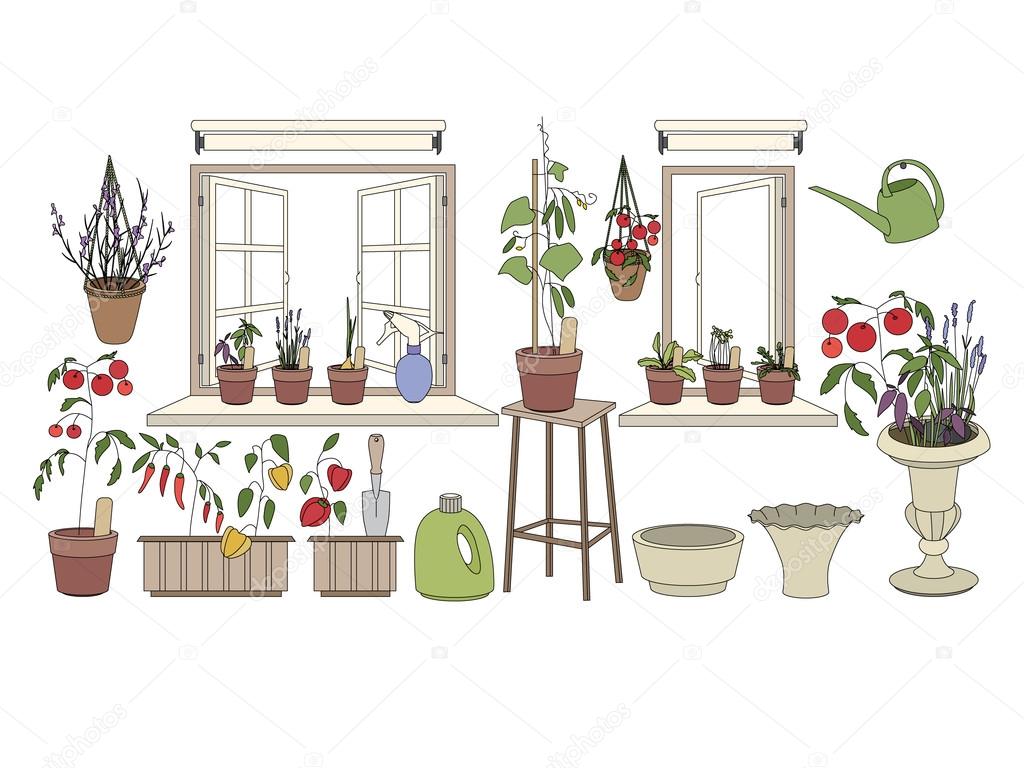 Flower pots with herbs and vegetables. Plants growing on window sills and balcony