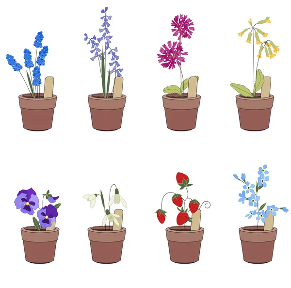 Flower pots with flowers - muscari,primrose and viola. — Stockvector